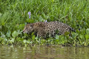 Images Dated 27th September 2015: A Jaguar, Panthera onca, walking along Cuiaba River