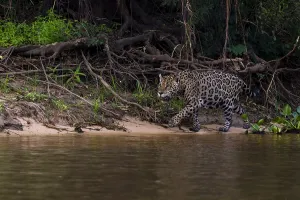Images Dated 27th September 2015: A Jaguar, Panthera onca, walking along the Cuiaba River