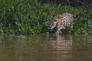 Images Dated 27th September 2015: A Jaguar, Panthera onca, walking along the Cuiaba River