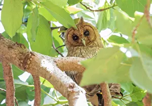 Images Dated 27th June 2015: Jamaican Owl, Asio grammicus