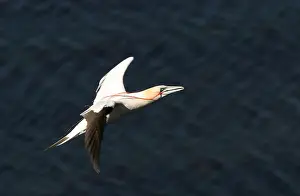 Nestmateriaal Prints: Jan-van-gent, Northern Gannet, Morus bassanus