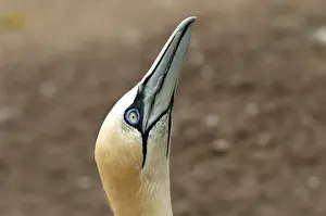 2005 Prints: Jan-van-Gent; Northern Gannet; Sula bassana; Morus bassanus