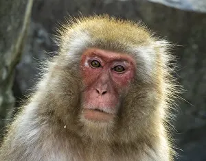 2019 Prints: Japanese Macaque, Macaca fuscata