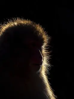 2019 Prints: Japanese Macaque, Macaca fuscata