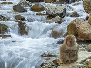 2019 Prints: Japanese Macaque, Macaca fuscata