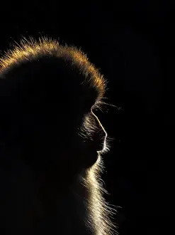 2019 Prints: Japanese Macaque, Macaca fuscata