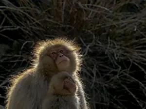 2019 Prints: Japanese Macaque, Macaca fuscata