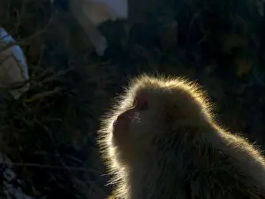 2019 Prints: Japanese Macaque, Macaca fuscata