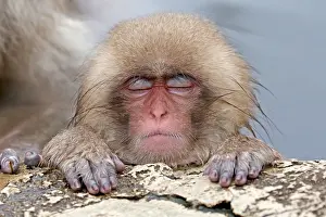 2015 Prints: Japanese macaque; Macaca fuscata