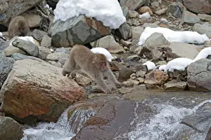 2015 Prints: Japanese macaque; Macaca fuscata