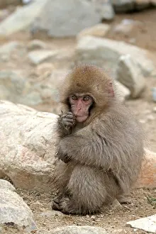 2015 Prints: Japanese macaque; Macaca fuscata
