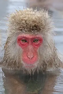 2015 Prints: Japanese macaque; Macaca fuscata