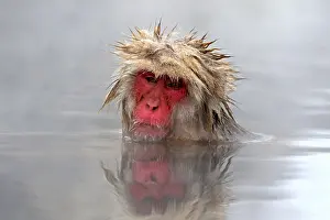 2015 Prints: Japanese macaque; Macaca fuscata