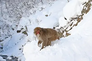 Jigokudani Prints: Japanese macaque; Macaca fuscata