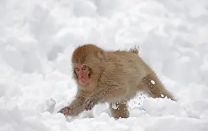 2015 Prints: Japanese macaque; Macaca fuscata