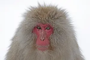 2015 Prints: Japanese macaque; Macaca fuscata