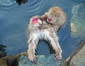 Macaca Prints: Japanese Macaque, Macaca fuscata