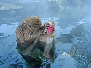 Macaca Prints: Japanese Macaque, Macaca fuscata