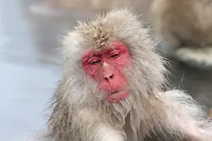 2015 Prints: Japanese macaque; Macaca fuscata