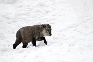 2015 Prints: Japanese serow, Capricornis crispus
