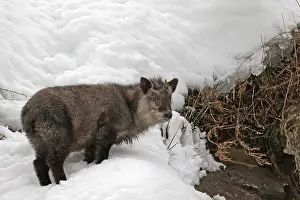 2015 Prints: Japanese serow, Capricornis crispus