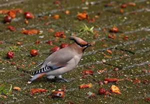 1980 Prints: Japanese Waxwing, Bombycilla japonica