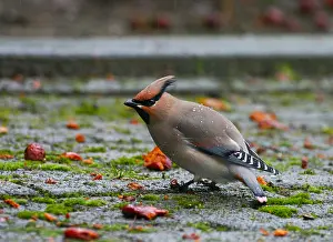 1980 Prints: Japanese Waxwing, Bombycilla japonica