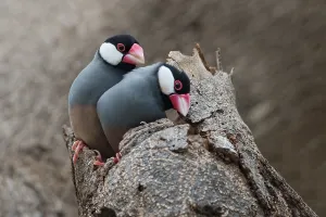 Lonchura Prints: Java Sparrow, Padda oryzivora
