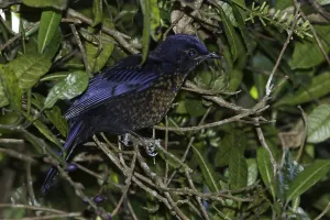 Javan Prints: Javaanse Blauwe Cochoa, Javan Cochoa, Cochoa azurea