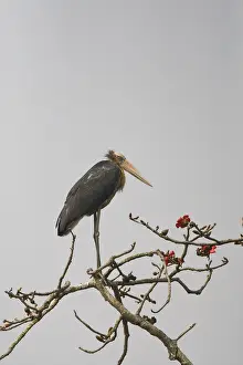 Adjutant Prints: Javaanse Maraboe, Lesser Adjutant, Leptoptilos javanicus