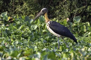 South East Asia Prints: Javaanse Maraboe, Lesser Adjutant, Leptoptilos javanicus