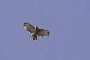 Nisaetus Prints: Javan Hawk-Eagle, Nisaetus bartelsi