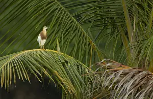 2012 Prints: Javan Pond Heron, Ardeola speciosa