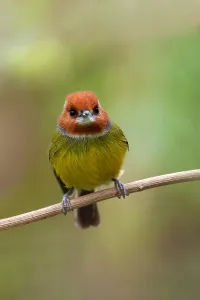 Images Dated 6th December 2009: Johnson's Tody-tyrant
