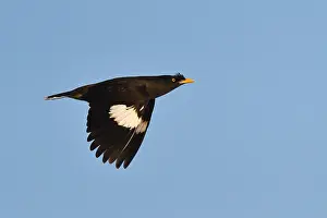 Myanmar Prints: Jungle Myna, Acridotheres fuscus torquatus
