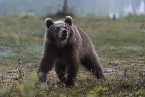 Finland Prints: A juvenile European brown bear