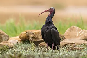 Images Dated 11th October 2015: Kaalkopibis, Bald Ibis, Waldrapp, Geronticus eremita