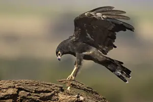 2016 Prints: kaalkopkiekendief; african harrier hawk; polyboroides typus;