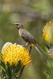 Suikervogel Prints: Kaapse Suikervogel, Cape Sugarbird, Promerops cafer
