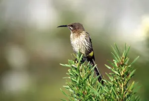 Suikervogel Prints: Kaapse Suikervogel, Cape Sugarbird, Promerops cafer