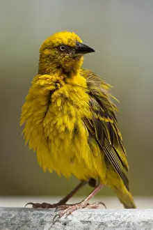 Images Dated 15th November 2012: Kaapse Wever, Cape Weaver, Ploceus capensis