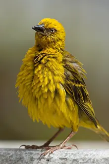 Images Dated 15th November 2012: Kaapse Wever, Cape Weaver, Ploceus capensis