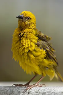 Images Dated 15th November 2012: Kaapse Wever, Cape Weaver, Ploceus capensis