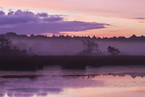 Heather Prints: Kalmthourse Heide