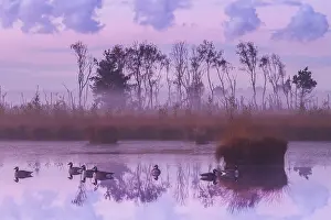 Heather Prints: Kalmthourse Heide