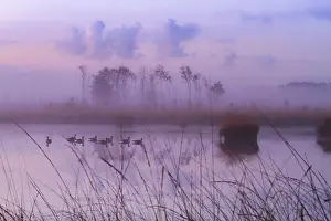 Heather Prints: Kalmthourse Heide