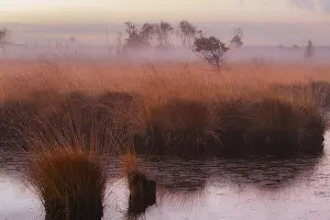 Heather Prints: Kalmthourse Heide