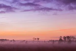 Heather Prints: Kalmthourse Heide