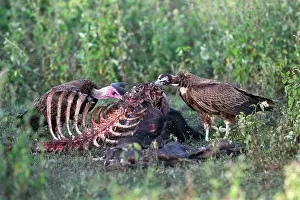 Images Dated 23rd March 2013: Kapgier, Hooded Vulture, Necrosyrtes monachus