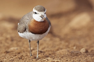 Kaspische Prints: Kaspische Plevier, Caspian Plover, Charadrius asiaticus